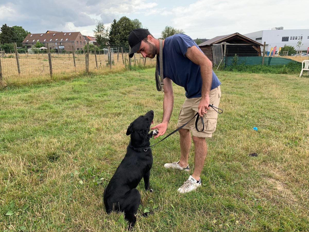 Simon Gauthier, éducateur canin son rôle essentiel au