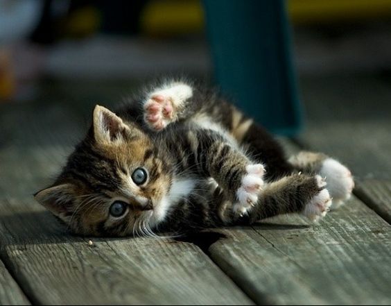 Adopter un Chaton | SRPA Veeweyde à Bruxelles, Belgique